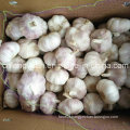 4.5cm, 5.0cm, 5.5cm Normal White Garlic